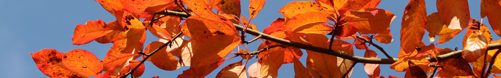 Tupelo Landscape Design, Pittsburgh Pennsylvania